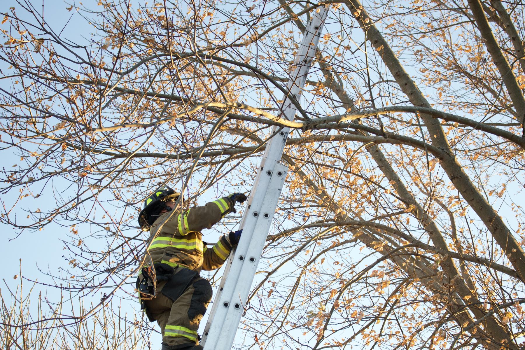Firefighter on a ladder reaching into tree branches